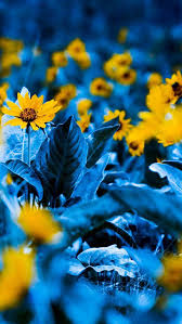 Awesome Free Wallpaper From Wallpaperplus Blue Leaves Yellow Flowers Cool Backgrounds