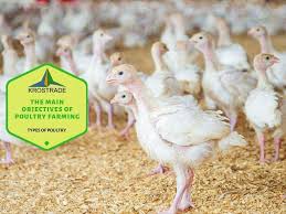 The Main Objectives Of Poultry Farming In 2020 Poultry Farm Broiler Chicken Farm