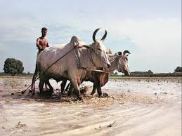 The bjp is alarmed that kalia transfers rs 5,000 in the first phase, while the central scheme only gives. Odisha S Famed Kalia Scheme To Be Merged With Centre S Pm Kisan Business Standard News