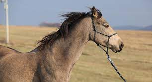 American Quarter Horses Everything You Need To Know About The Breed