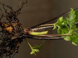 Image result for Pityrogramma aurantiaca