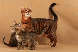 Toygers have an easily trained character and are laid back. The Toyger The Ultimate Guide To Their History Types Characteristics Temperament And Care Kitty Wise