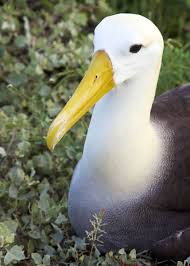 25 Waved Albatross Facts Largest Galapagos Bird It Has 8ft Wingspan Galapagos Islands Animals Galapagos Islands Galapagos