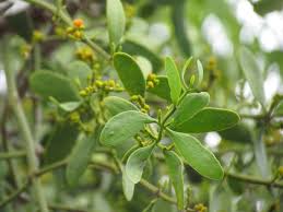 Image result for Duosperma quadrangulare