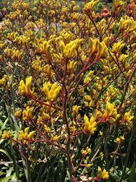 Winter flowering spiketail flowering shrub, stachyurus praecox, scented, hardy. Brighten Up Your Norcal Border With Australian Shrubs And Perennials Finegardening