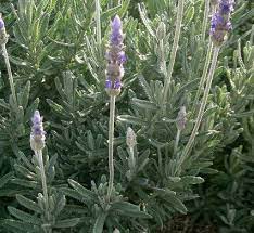 Lavender Leaves Aroma Oil Lavender Flower Scent French Lavender Plant Lavender Plant Spanish Lavender