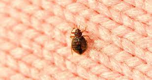However, bed bugs' appearance varies in different stages of their development which makes them. Eliminate Dust Mites 5 Natural Ways To Get Rid Of Dust Mites In Your Home Skymet Weather Services
