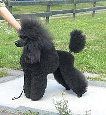 I barboni sono cani estremamente longevi, ma bisogna tener conto del fattore taglia (i cani di taglia barbone: Barbone Razza Canina Wikipedia