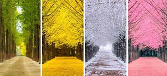 All About Taking A Seoul To Nami Island Tour Petite France Garden Of Morning Calm Nami Island Island Tour Petite France