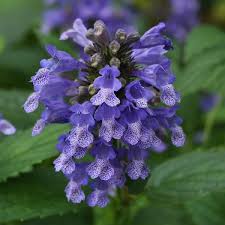 The bees and other creatures just love it. Nepeta Blue Prelude Catmint Sugar Creek Gardens