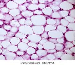Together these components function as an integrated unit. Light Micrograph White Adipose Tissue Stained Stock Photo Edit Now 185476955