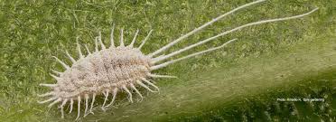 Mealybugs on plants look like small white bugs or they may appear as white fuzzy stuff on plant leaves and stems. Sustainable Control Of Mealy Bugs Sustainable Gardening Australia