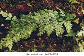 Image result for Hymenophyllaceae