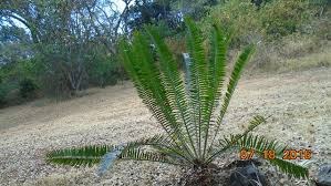 Image result for Encephalartos chimanimaniensis