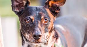 Looking for a rat terrier mix? Rat Terrier Mixes We Show You The Wide Variety