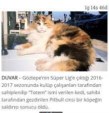 aysel taskin adli kullanicinin hayvanlardan haberler panosundaki pin pitbull totemler kedi
