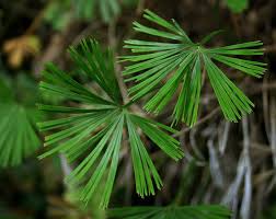 Image result for Actiniopteris dimorpha