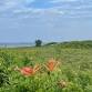 Osterville Village Day at Hydrangea Gallery & Gifts