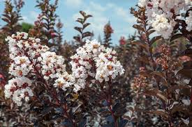 Shop Black Diamond White Crape Myrtle Tree For Sale Perfect Plants