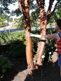 Mehrstammiger Solitarbaum Mit Toller Optik Gesucht Welcher Ahorn Ware Hier Empfehlenswert Fragen Bilder Pflanz Und Pflegeanleitungen Rund Um Das Thema Gartenpflanzen