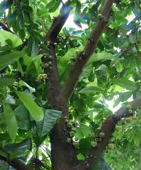 Here are some of the things you need to know about growing soursop trees: Soursop Fruit Farming Natural Green Movement