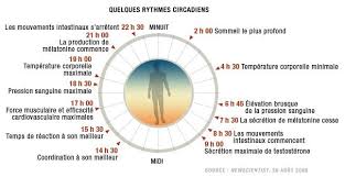 Cortisol (hydrocortisone) is the most prominent glucocorticosteroid, and it is essential for the the most important physiological effects of cortisol are the increase of blood glucose levels. Les Effets Du Travail De Nuit Sur La Sante