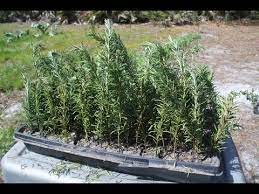 Pin On Growing Plants