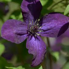 We did not find results for: Clematis Dark Eyes Dunkle Fast Schwarze Ital Waldrebe Online Kaufen