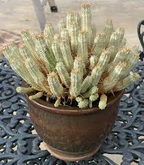Image result for Euphorbia corniculata