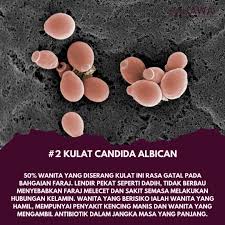 Berkhatan merujuk pada proses memotong lebihan kulit pada bahagian alat sulit sama ada lelaki atau perempuan. Hawa Spa Miri On Twitter Untuk Pengetahuan Ada Beberapa Jenis Kuman Boleh Menjangkiti Faraj Rahim Dan Saluran Falopio Masalah Keputihan Ini Pada Asasnya Kurang Berbahaya Tetapi Sekiranya Jangkitan Merebak Ke Salur Falopio