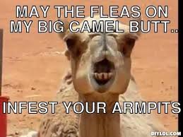 The best memes from instagram, facebook, vine, and twitter about beast of burden. 20 Very Funny Camel Memes And Photos I Can Has Cheezburger
