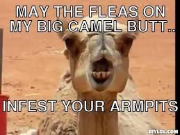 _ laugh at the museum last month? 20 Very Funny Camel Memes And Photos I Can Has Cheezburger