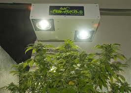 Maybe you would like to learn more about one of these? Magnetic Induction Grow Lights Plasma Grow Lights Do They Work Grow Weed Easy