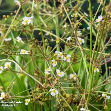 Image result for Aneilema lanceolatum