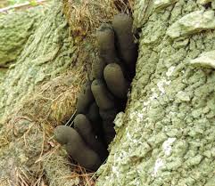 Image result for Xylaria polymorpha