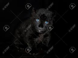 Play over 265 million tracks for free on soundcloud. Schwarz Jaguar Panthera Leo Cub In Haus Lizenzfreie Fotos Bilder Und Stock Fotografie Image 56356353