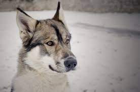Find your perfect stud dog today, free to advertise, free to join, browse over 16800 stud dogs now. Tamaskan Dog 7 Amazing Facts About The Tamaskan Wolfdog All Things Dogs All Things Dogs