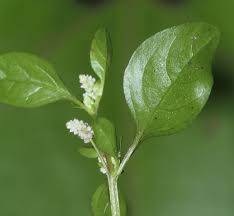 Image result for Nothosaerva