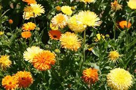 Check spelling or type a new query. Top 10 Winter Flowers In India 9 Is My Favourite Oct To Nov Sowing