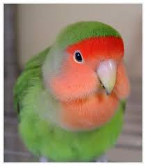 Birds Of The Southwestern Desert Pin On Lovebirds