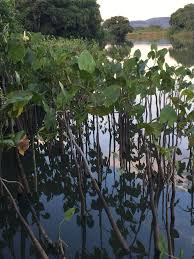 Image result for Montrichardia