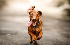 Benadryl dosage for cats typically, cats take 1 mg of benadryl for each pound of body weight two to three times a day. Giving Benadryl To Dogs Everything You Need To Know Slideshow The Active Times
