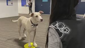 Our purpose is to rescue death row animals from the shelter and place them in foster homes that will provide them the love and care they need to become happy, healthy, adoptable animals. Kansas Rescue Dog Goes From Shelter To Starring In Hbo Max Show Titans