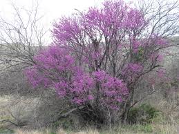 Image result for Cercis