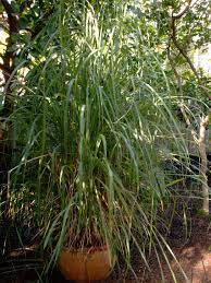 Image result for Cymbopogon pospischilii