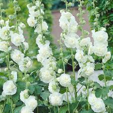 Image result for Alcea rosea