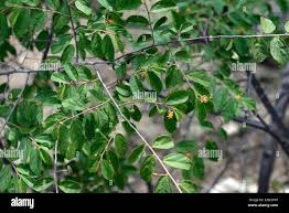 Image result for Grewia flavescens