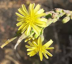 Image result for Lactuca imbricata