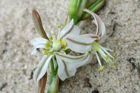 Image result for Trachyandra saltii