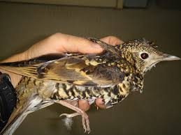 Image result for トラツグミ